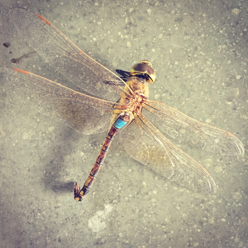 Dragonfly - Photography